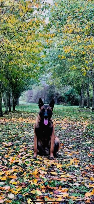 Photo de Oslo, Berger Belge Malinois pure race