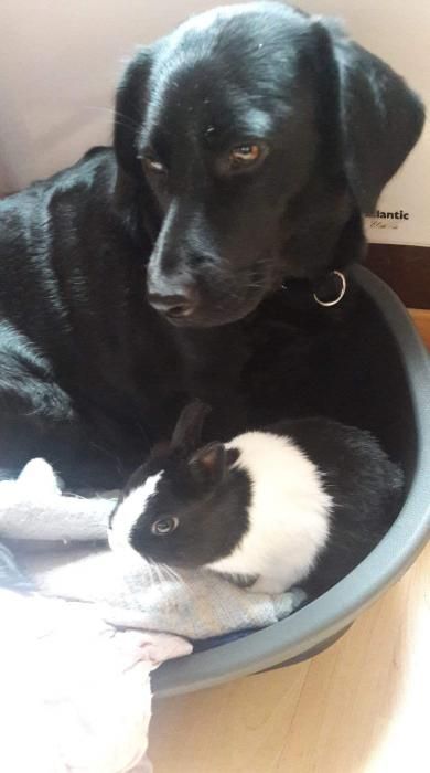 Photo de Zoe, Labrador Retriever crois� Teckel