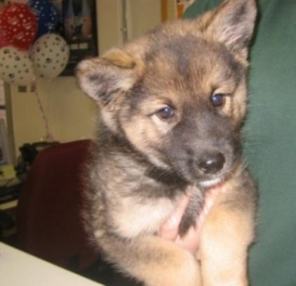 Photo de Daiko, Berger Allemand crois� Akita