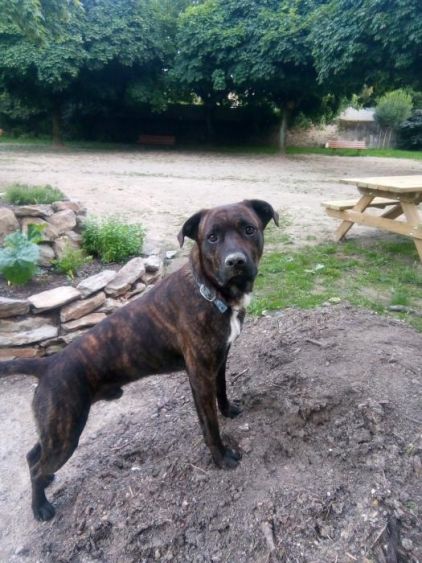 Photo de �ros, American Staffordshire terrier crois� Cane Corso