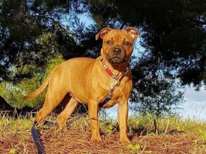 Photo de Pipper-ulkali, Staffordshire Bull Terrier pure race