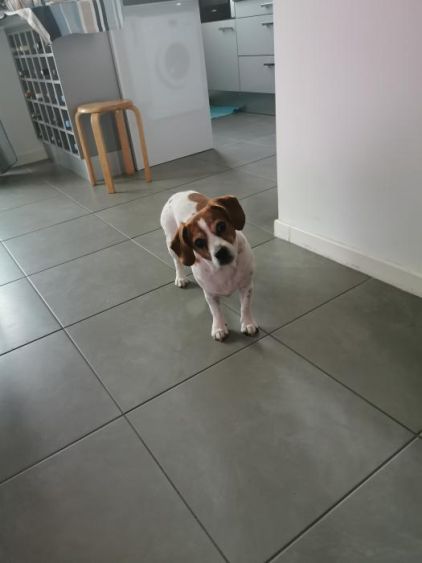 Photo de Coquine, Jack Russell terrier crois� Beagle
