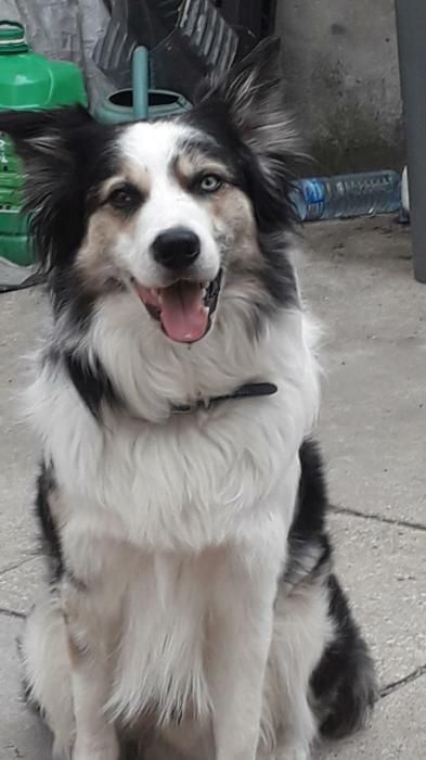 Photo de Lover, Border Collie pure race