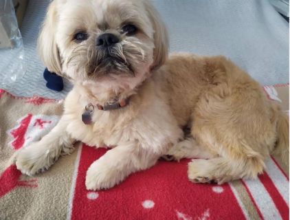 Photo de West, Shih Tzu pure race
