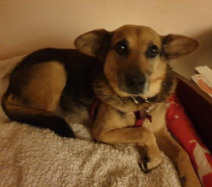 Photo de Lyra, Berger Allemand crois�