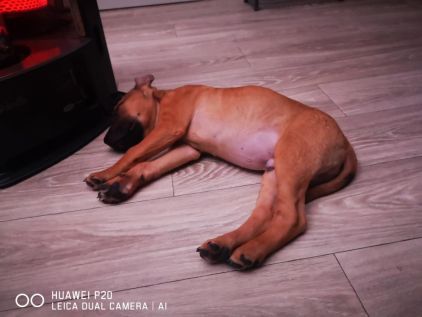 Photo de Putch, Berger Belge Tervueren crois� American Bully