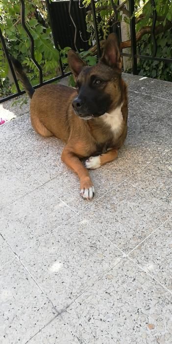 Photo de Kayah, Berger Belge Malinois crois� Staffordshire Bull Terrier