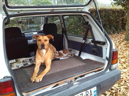 Photo de Gucci, Braque hongrois crois� Staffordshire Bull Terrier
