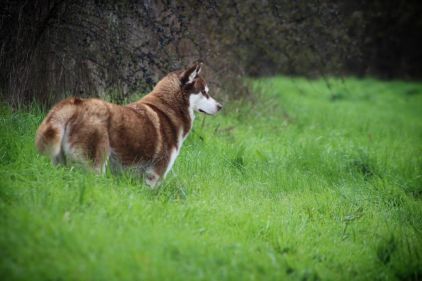 Photo de Island, Husky crois�