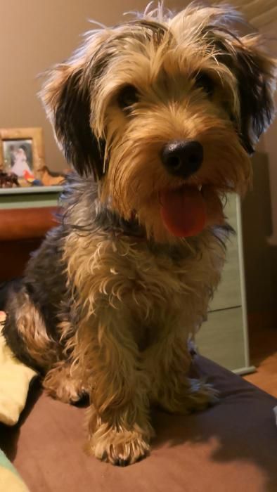 Photo de Nalla, Yorkshire terrier crois� Epagneul breton