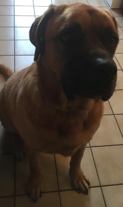 Photo de Bacchus, corniaud Berger Allemand Dogue de Bordeaux