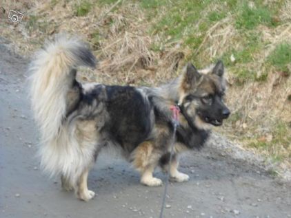 Photo de kinda, Berger Allemand crois� Vallhund su�dois