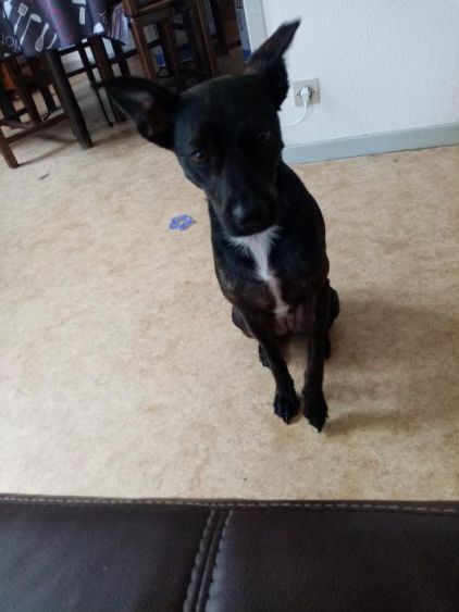 Photo de Nala, Jack Russell terrier crois� Bouledogue fran�ais