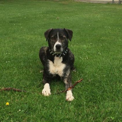 Photo de TyBoop, Dogue argentin crois� Staffordshire Bull Terrier