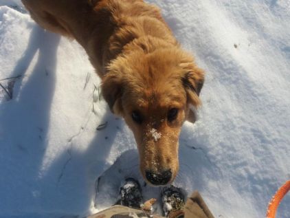 Photo de Totem, Bouvier bernois crois� Berger d'Anatolie kangal