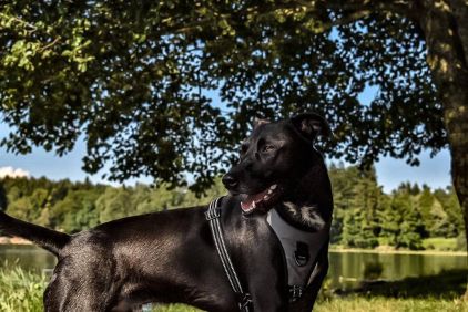 Photo de Lascko, Border Collie crois� L�vrier