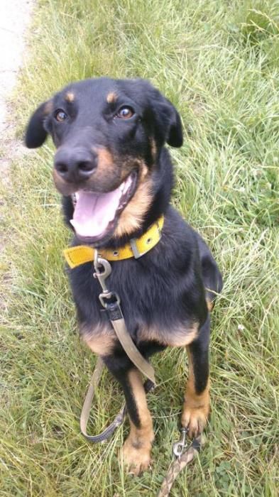 Photo de Jazz, Beauceron crois�