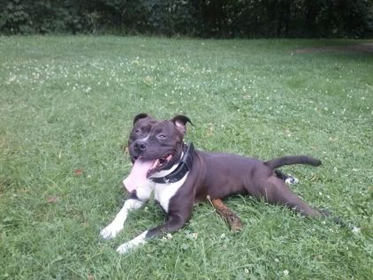 Photo de Tyson, American Staffordshire terrier pure race