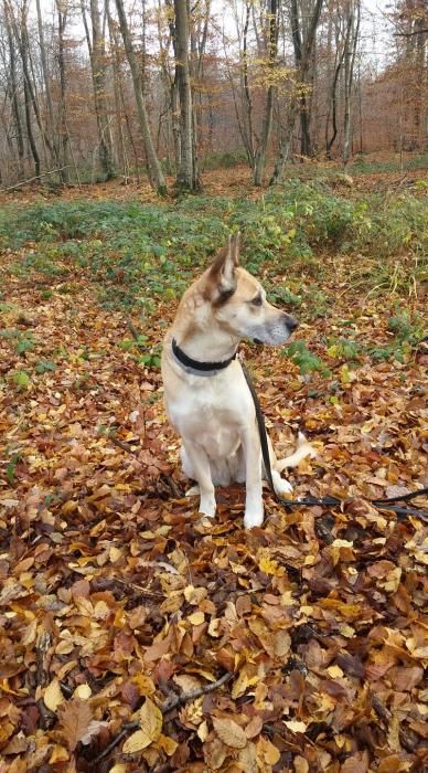 Photo de Tina, Dogue allemand crois� Malamute de l'Alaska