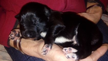 Photo de Chelsea, Border Collie crois� Labrador Retriever