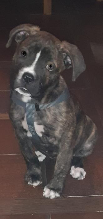 Photo de Priska, Cane Corso crois�