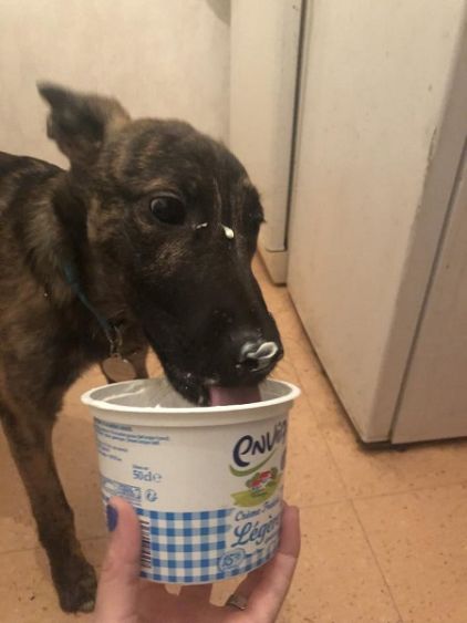 Photo de Tayson, Berger Belge Malinois crois� Boxer