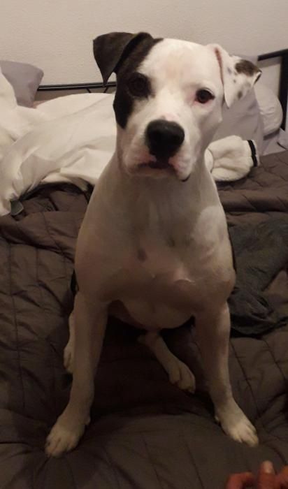 Photo de Chupito, American Staffordshire terrier crois� Dogue argentin
