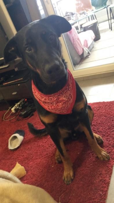 Photo de Haru, Beauceron pure race