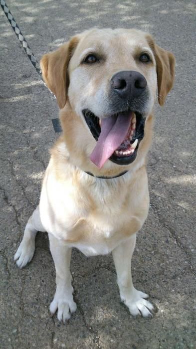 Photo de Bobby, Labrador Retriever pure race