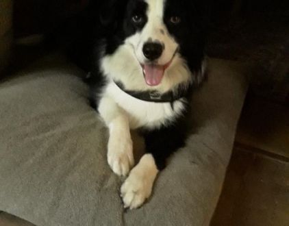 Photo de Lulu, Border Collie pure race