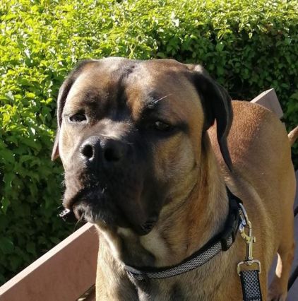 Photo de nola, Cane Corso pure race