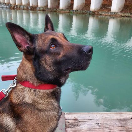 Photo de Orkane, Berger Belge Malinois pure race