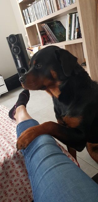 Photo d'Oscar, Rottweiler pure race