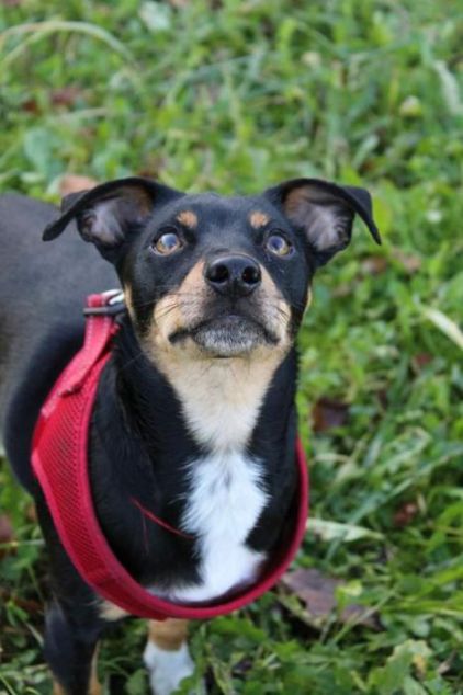 Photo d'Oscar, Pinscher allemand crois� Teckel