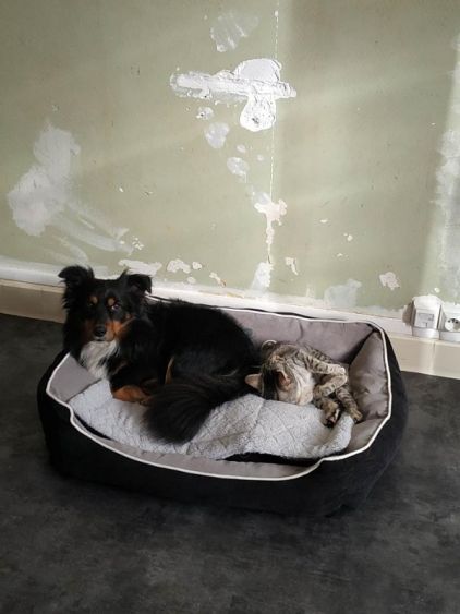 Photo de Nemo, Border Collie crois� Teckel