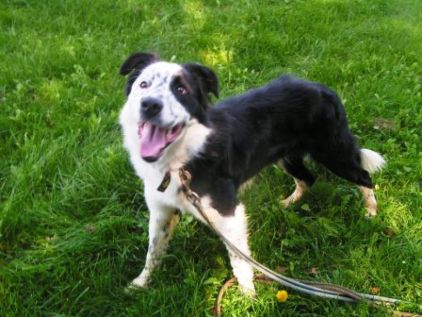 Photo de Qualos, Border Collie crois�