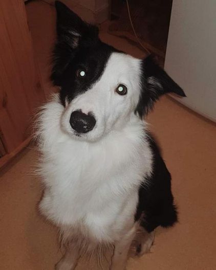 Photo de Hook, Border Collie pure race