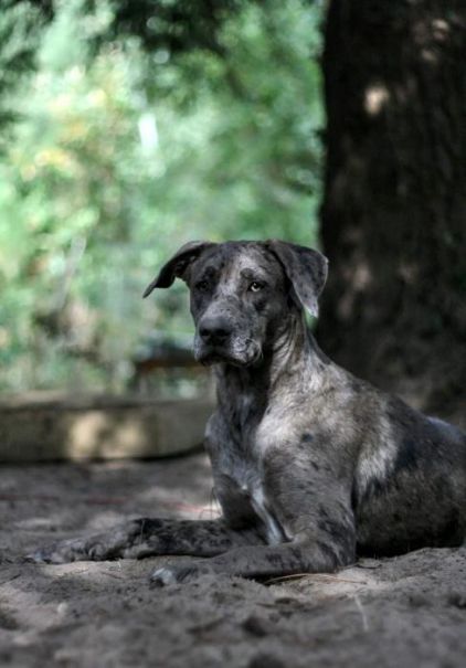 Photo de Shiva, Dogue allemand crois� Husky