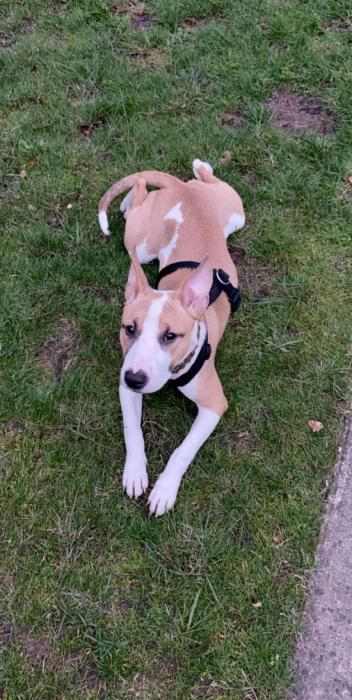 Photo de Voodka, Bull Terrier crois� Staffordshire Bull Terrier