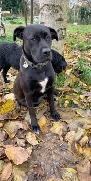 Photo de Keyla, Cane Corso crois� Labrador Retriever