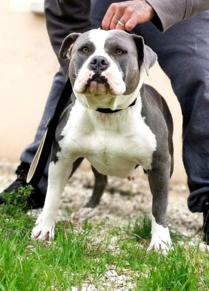 Photo de Gomorra, American Bully pure race