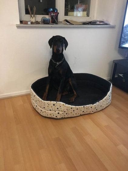 Photo de Osca, Dobermann pure race