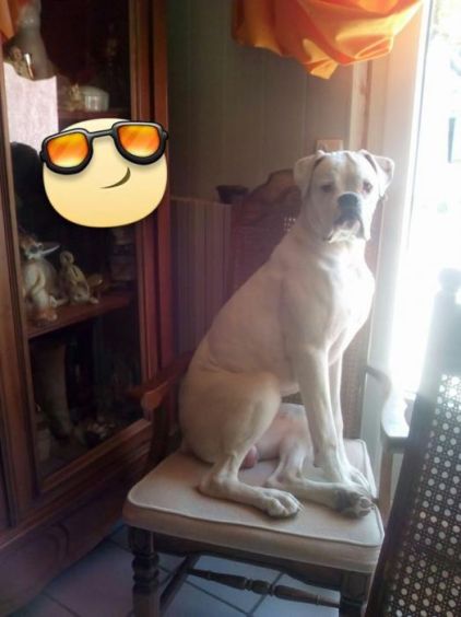 Photo de Djogo, Boxer pure race
