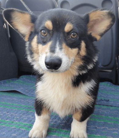 Photo de Grimm, Welsh Corgi Pembroke pure race