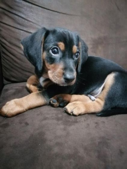 Photo de Pumba, Beagle crois� Teckel