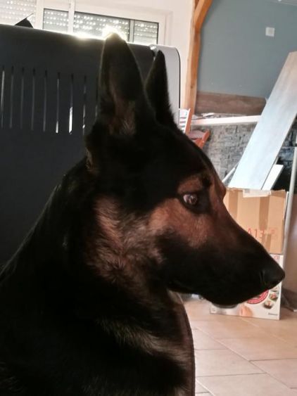 Photo de Neo, Berger Allemand crois� Beauceron