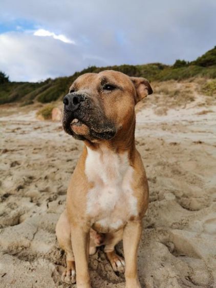 Photo de Narko, American Staffordshire terrier pure race