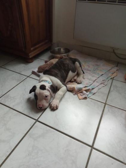 Photo de Eskiel, Bouledogue am�ricain pure race