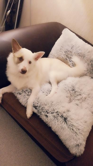 Photo de Nuki, Chien de berger islandais pure race