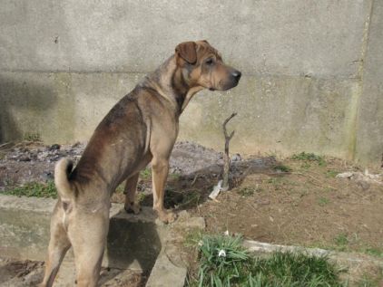Photo de Housni, Shar Pei crois�